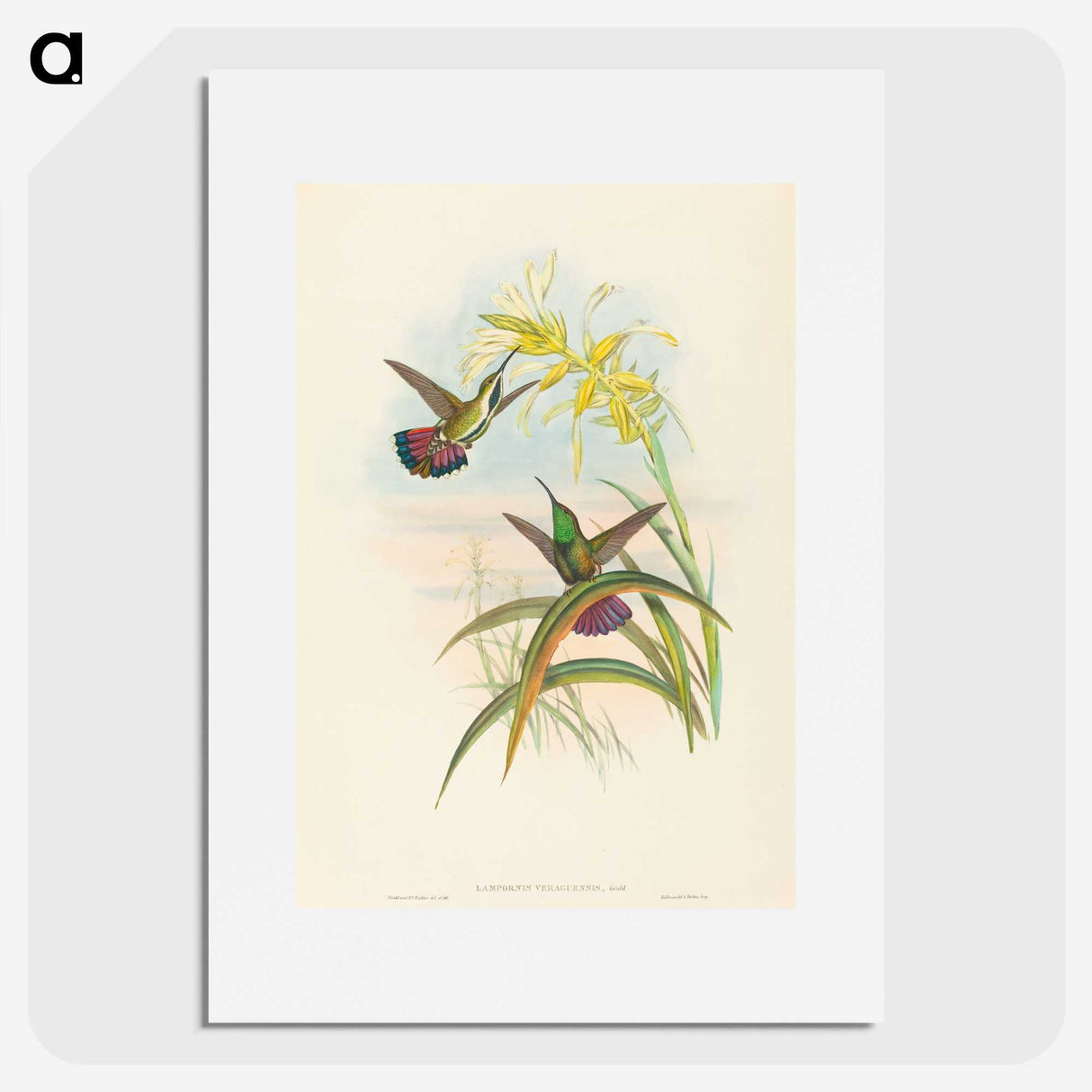 2-8_John-Gould_picture