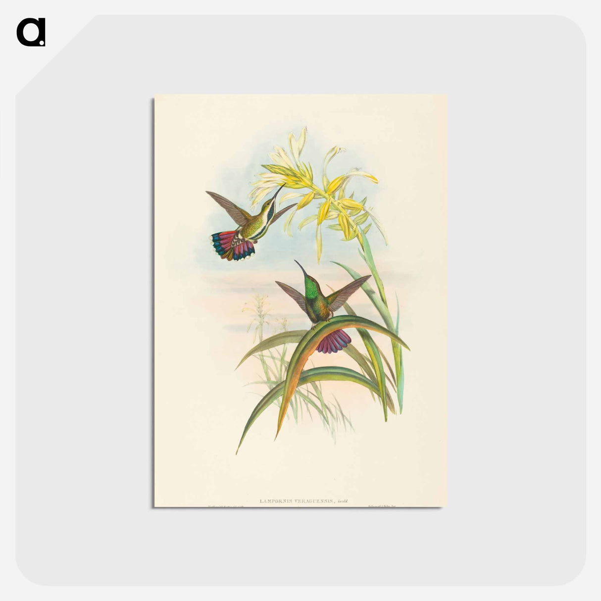 アートポストカード-Veraguan Mango
- ジョン グールド Postcard.