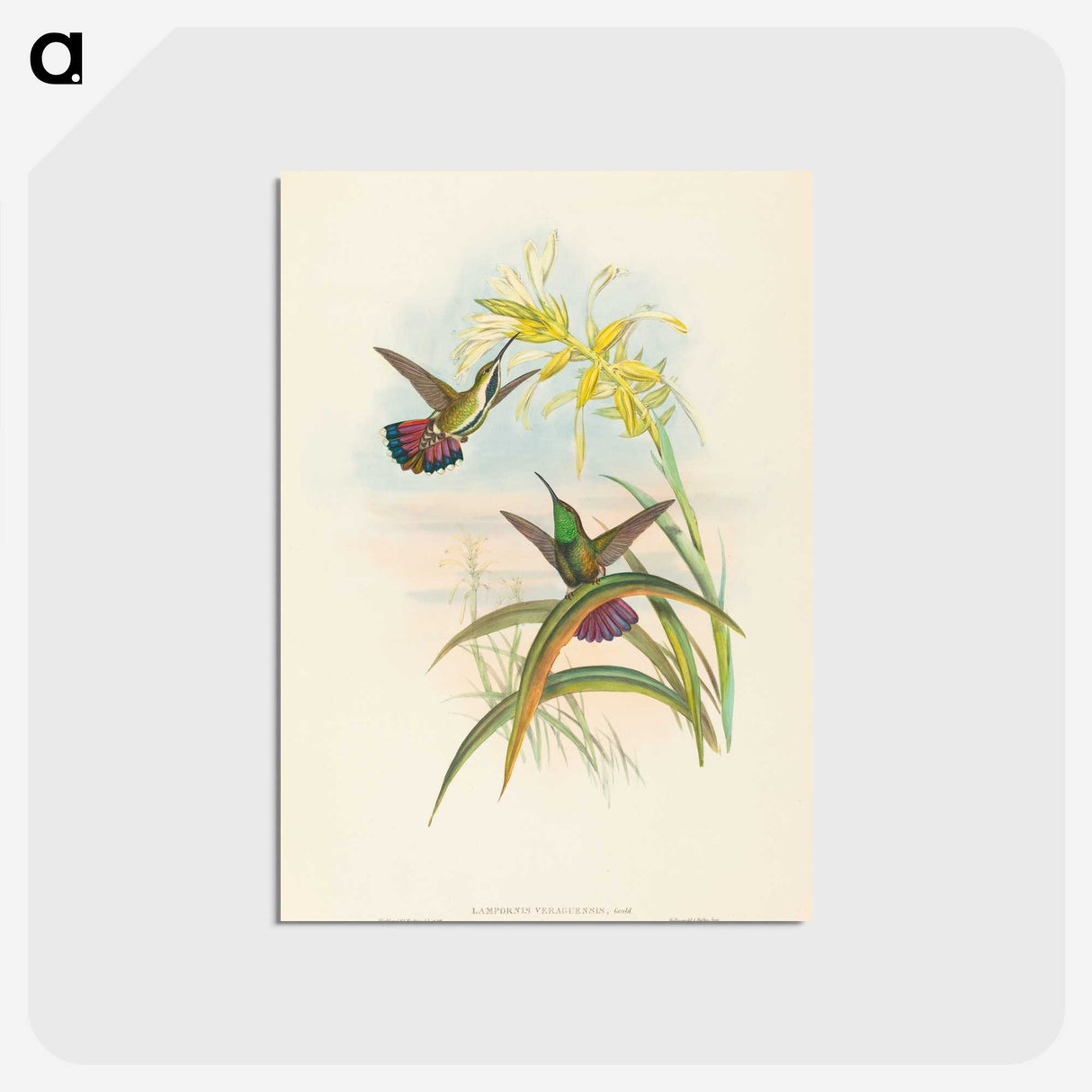 2-8_John-Gould_postcard