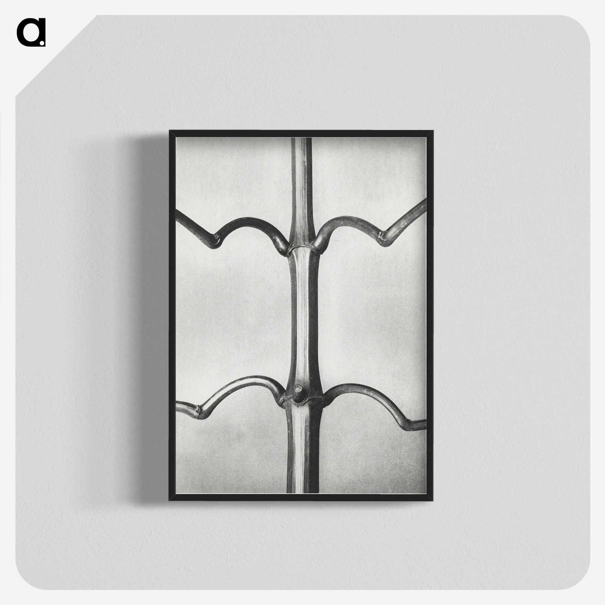 2-8_Karl-Blossfeldt_blk-crop