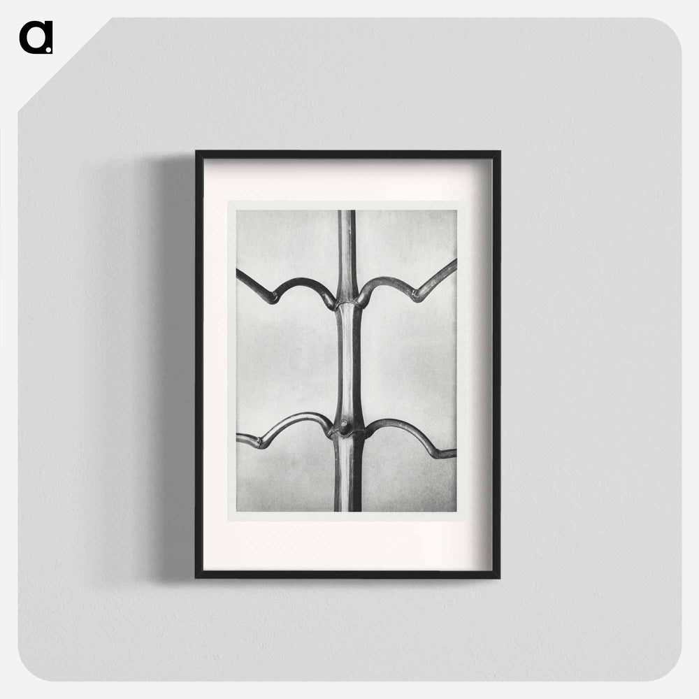 Impatiens Glanduligera - Karl Blossfeldt Poster.