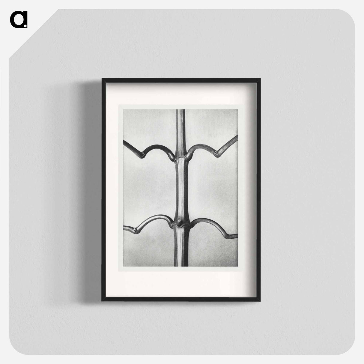 Impatiens Glanduligera - Karl Blossfeldt Poster.