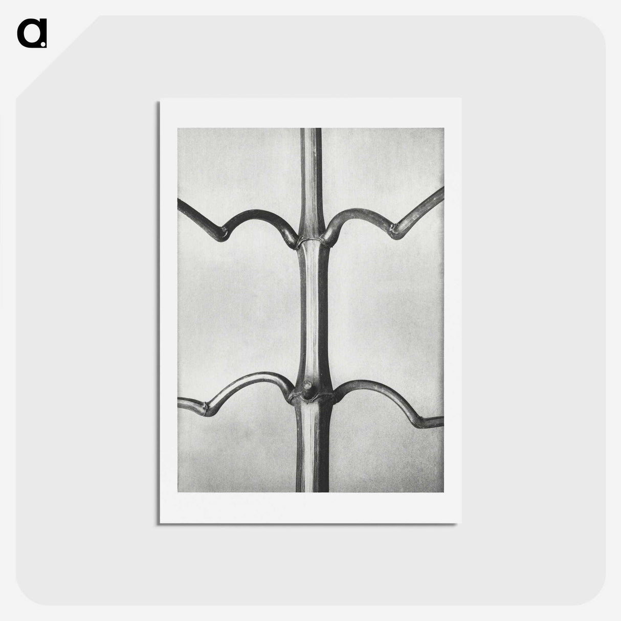 2-8_Karl-Blossfeldt_hagaki