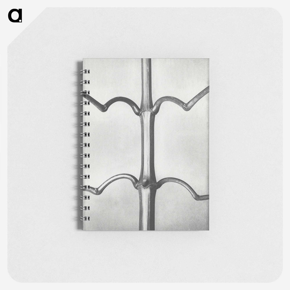 2-8_Karl-Blossfeldt_memo