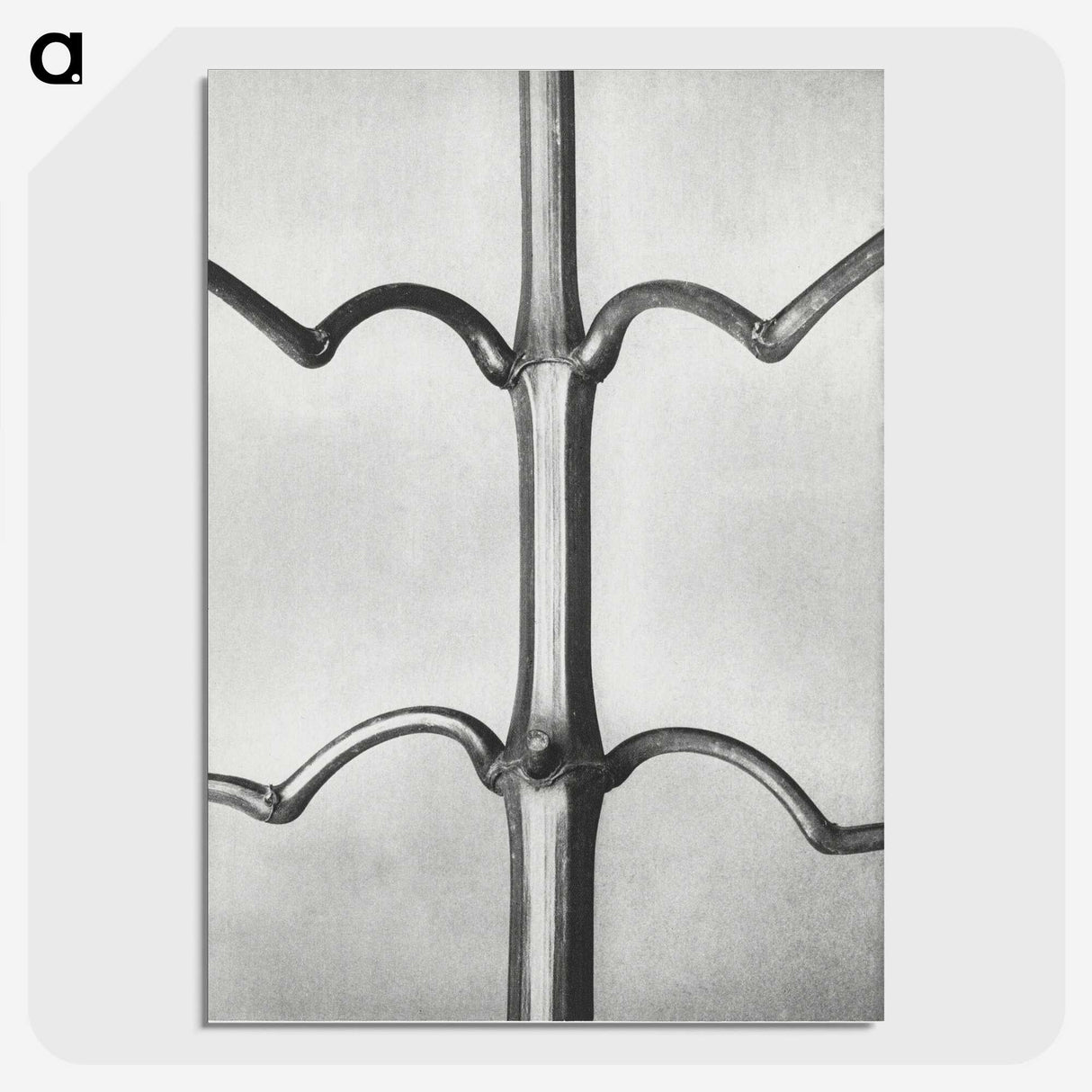 2-8_Karl-Blossfeldt_picture-crop