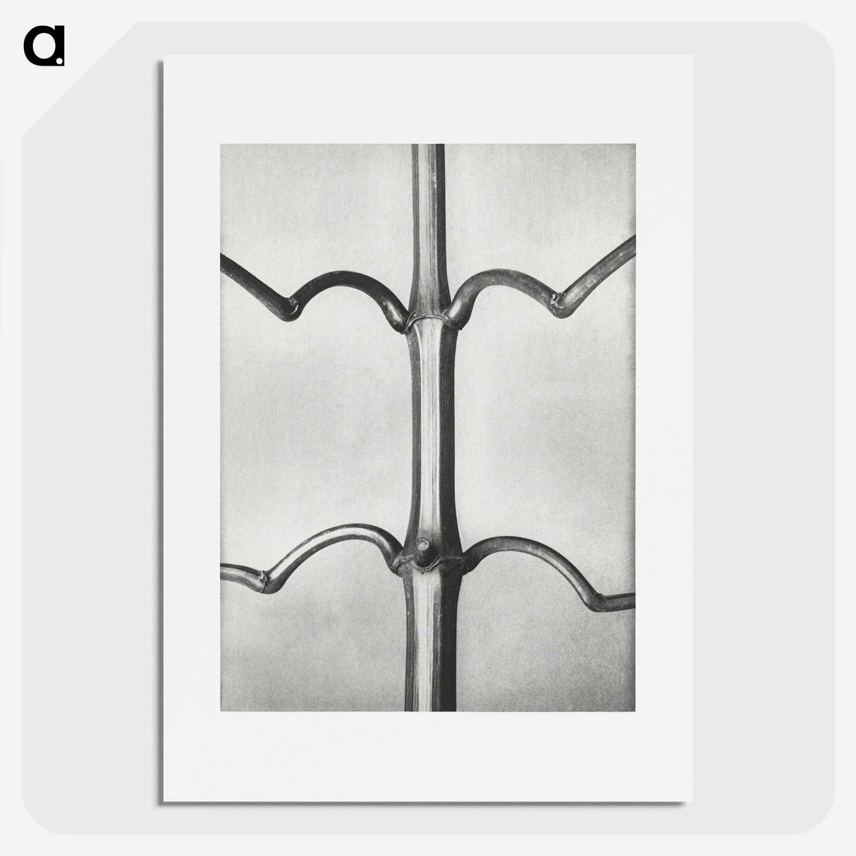 2-8_Karl-Blossfeldt_picture