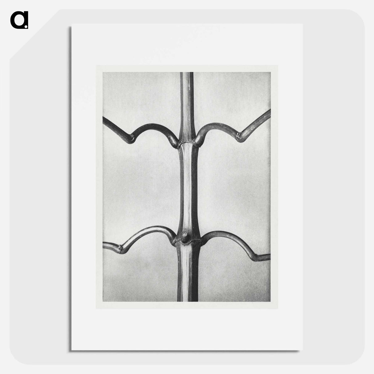 Impatiens Glanduligera - Karl Blossfeldt Poster.