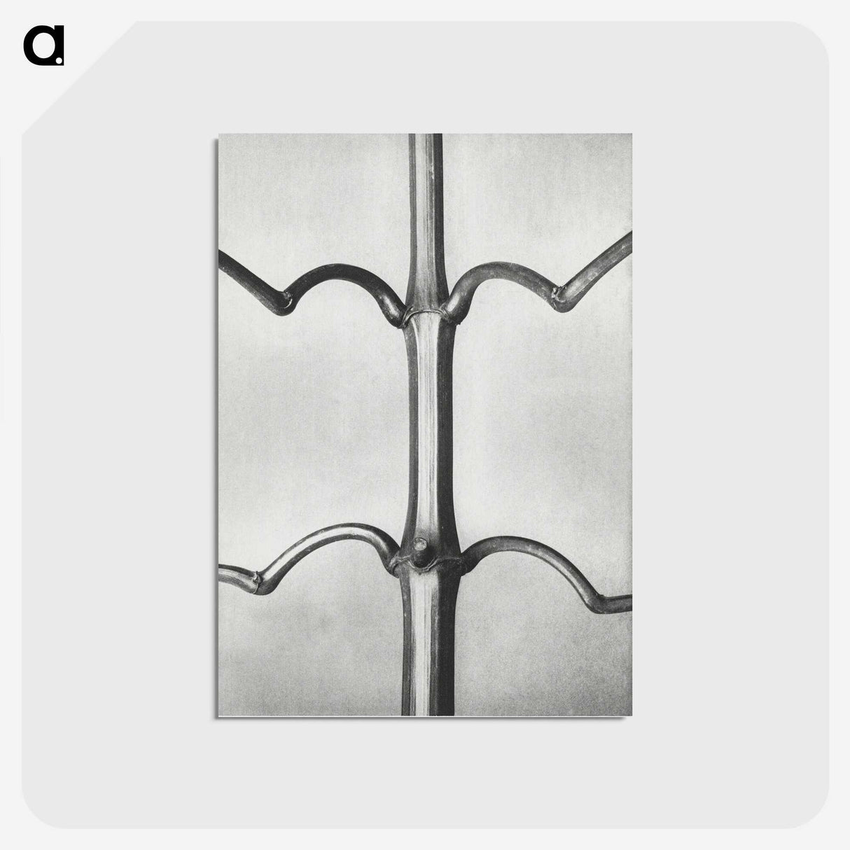 2-8_Karl-Blossfeldt_postcard