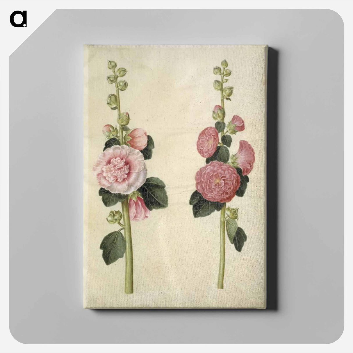 アートパネル-Alcea rosea
- マリア ジビーラ メーリアン Canvas.