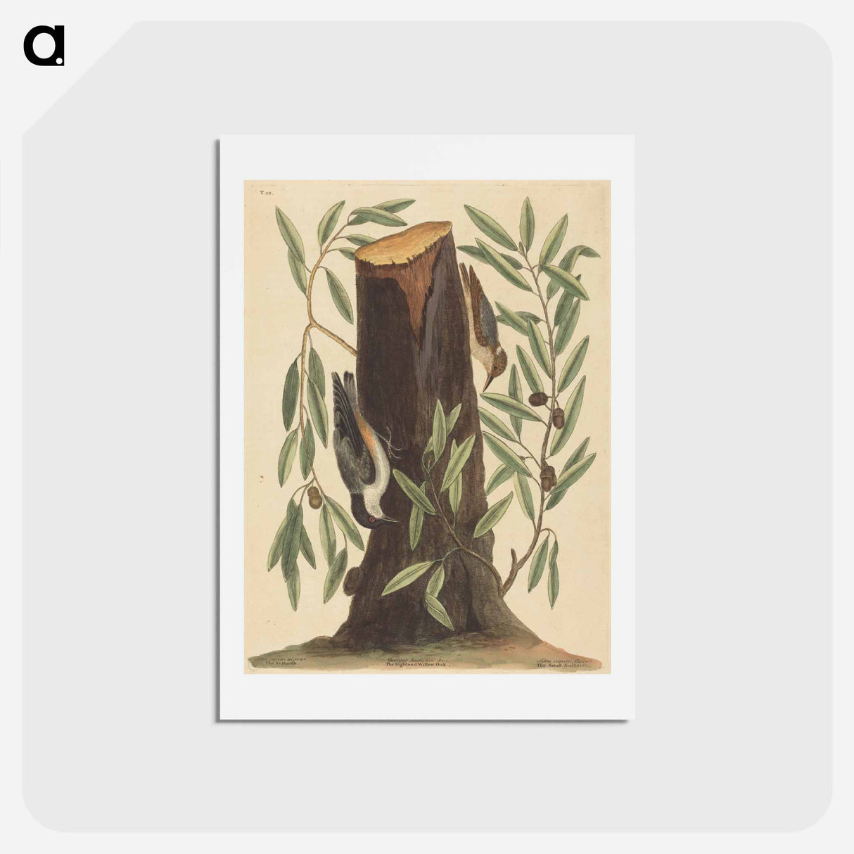 アートポストカード-The Nuthatch
- マーク ケイツビー Postcard.