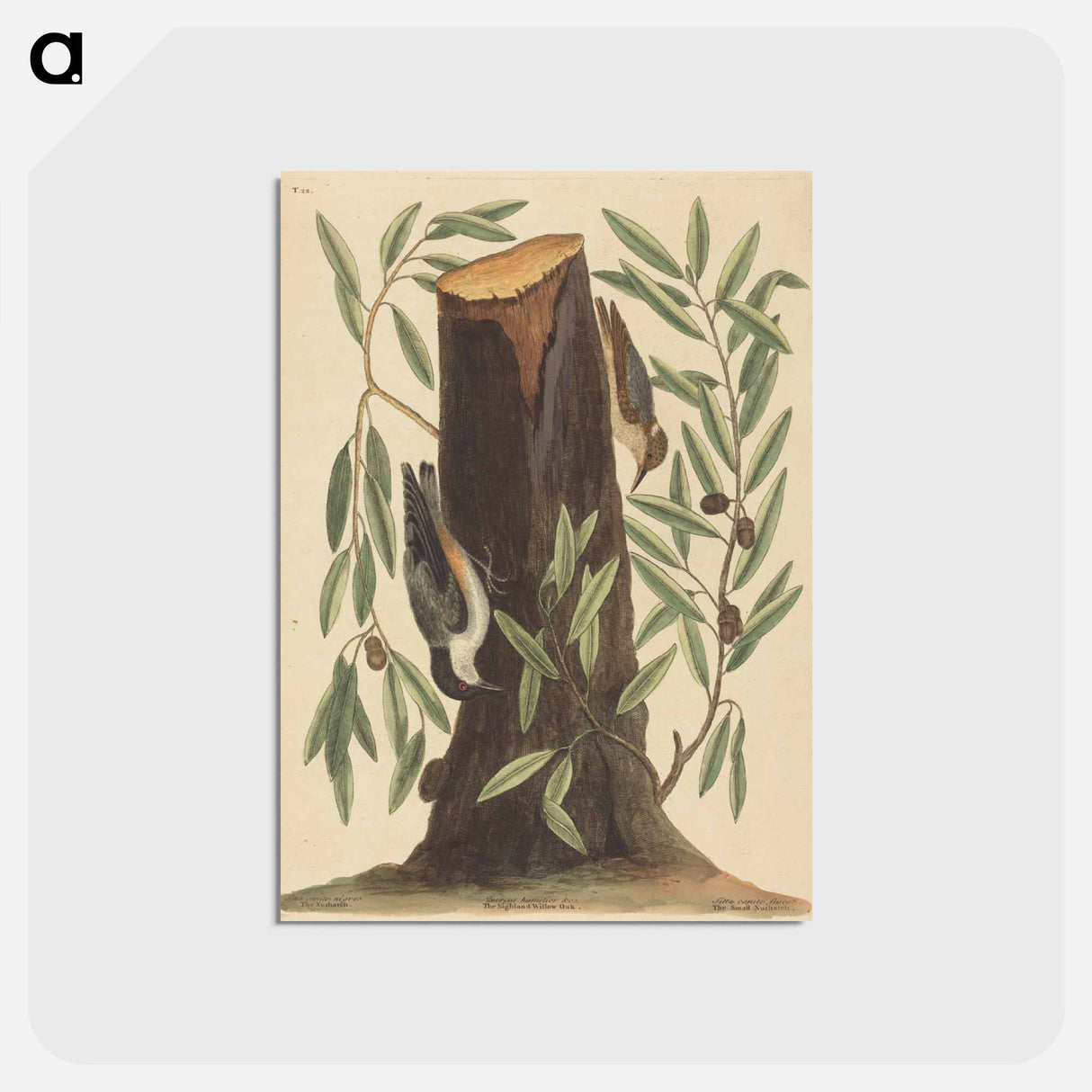 アートポストカード-The Nuthatch
- マーク ケイツビー Postcard.