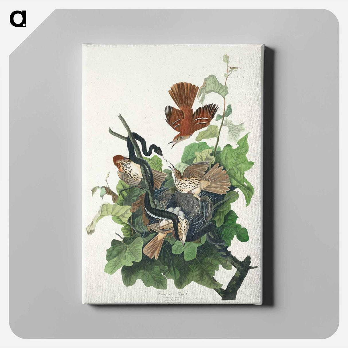 アートパネル-Ferruginous Thrush from Birds of America
- アメリカの鳥たち Canvas.