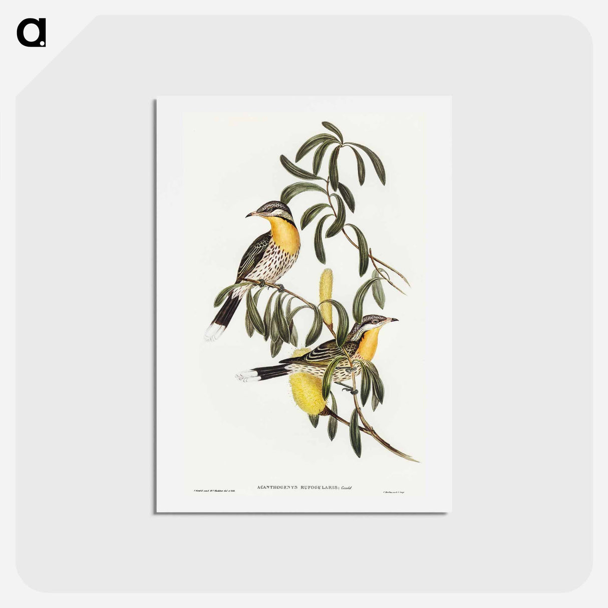 アートポストカード-Spiny-cheeked Honey-eater
- オーストラリアの鳥 Postcard.