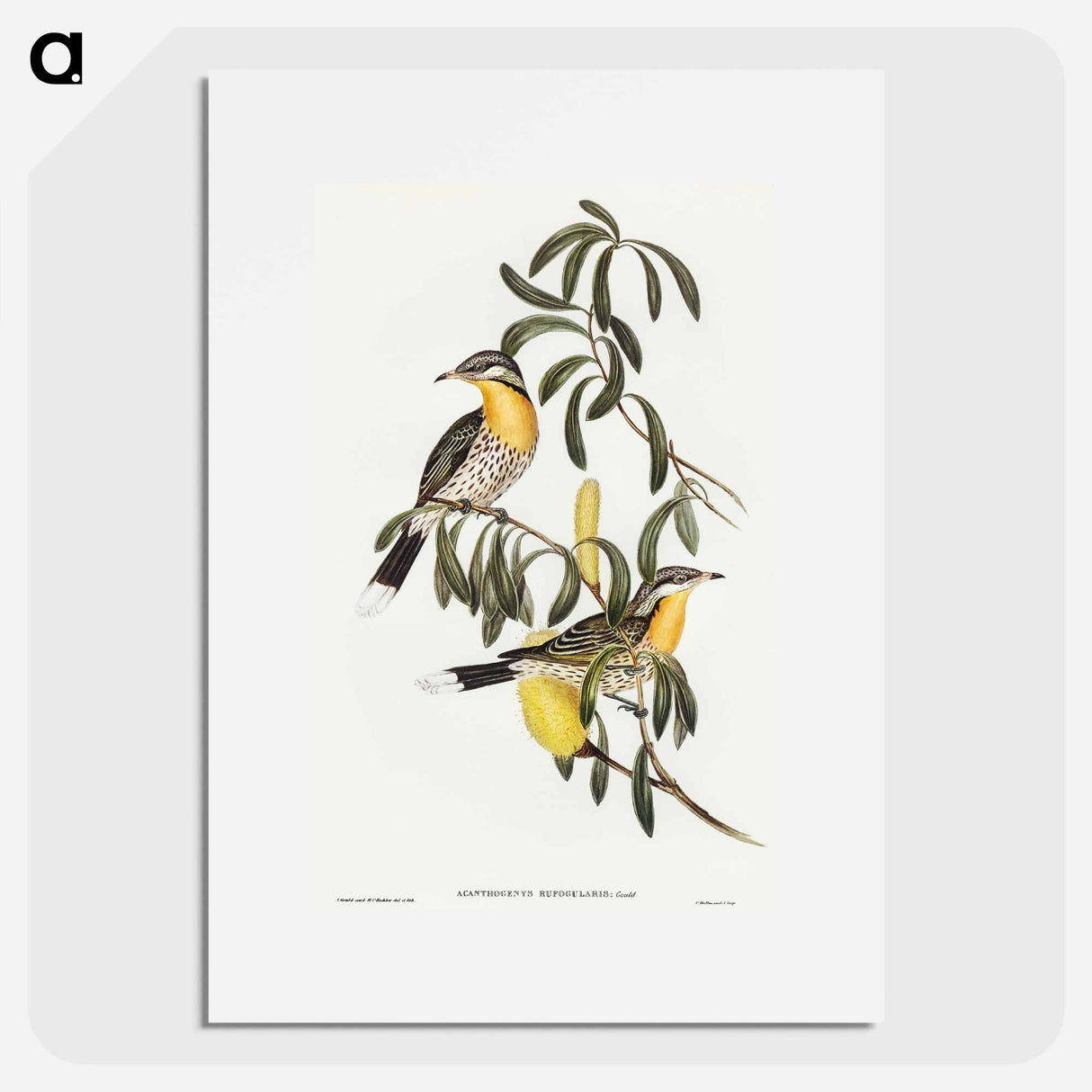 アートポスター-Spiny-cheeked Honey-eater
- オーストラリアの鳥 Poster.