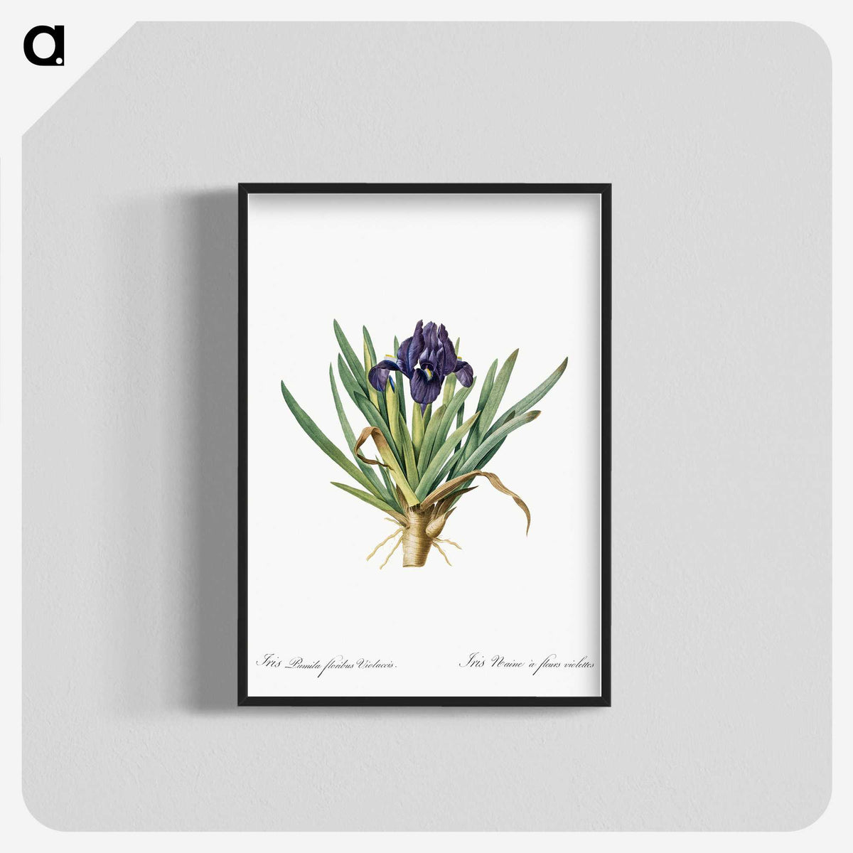 2-8_The-Lilies_blk-crop