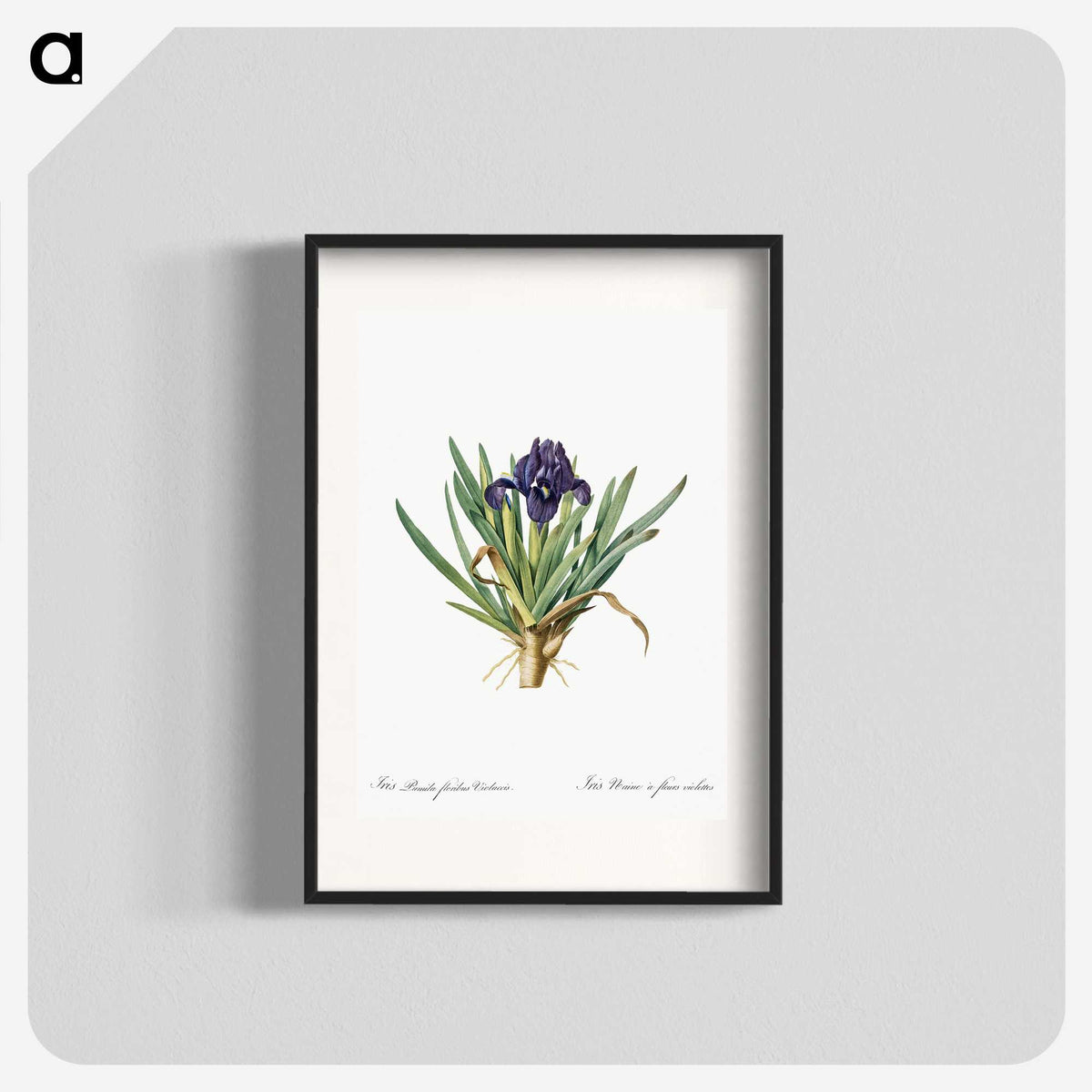 2-8_The-Lilies_blk