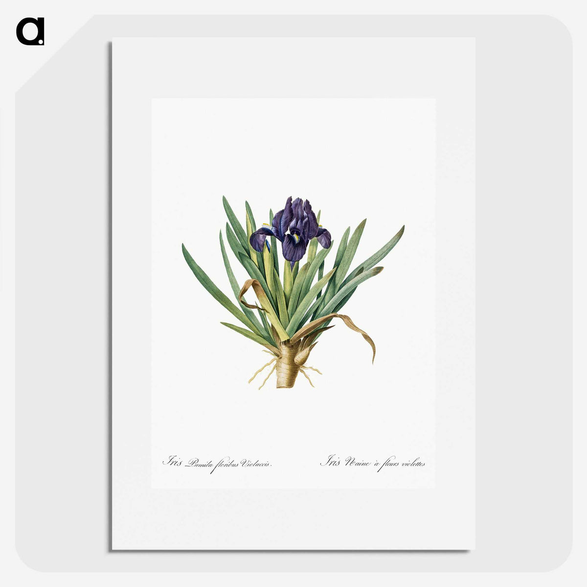 2-8_The-Lilies_picture
