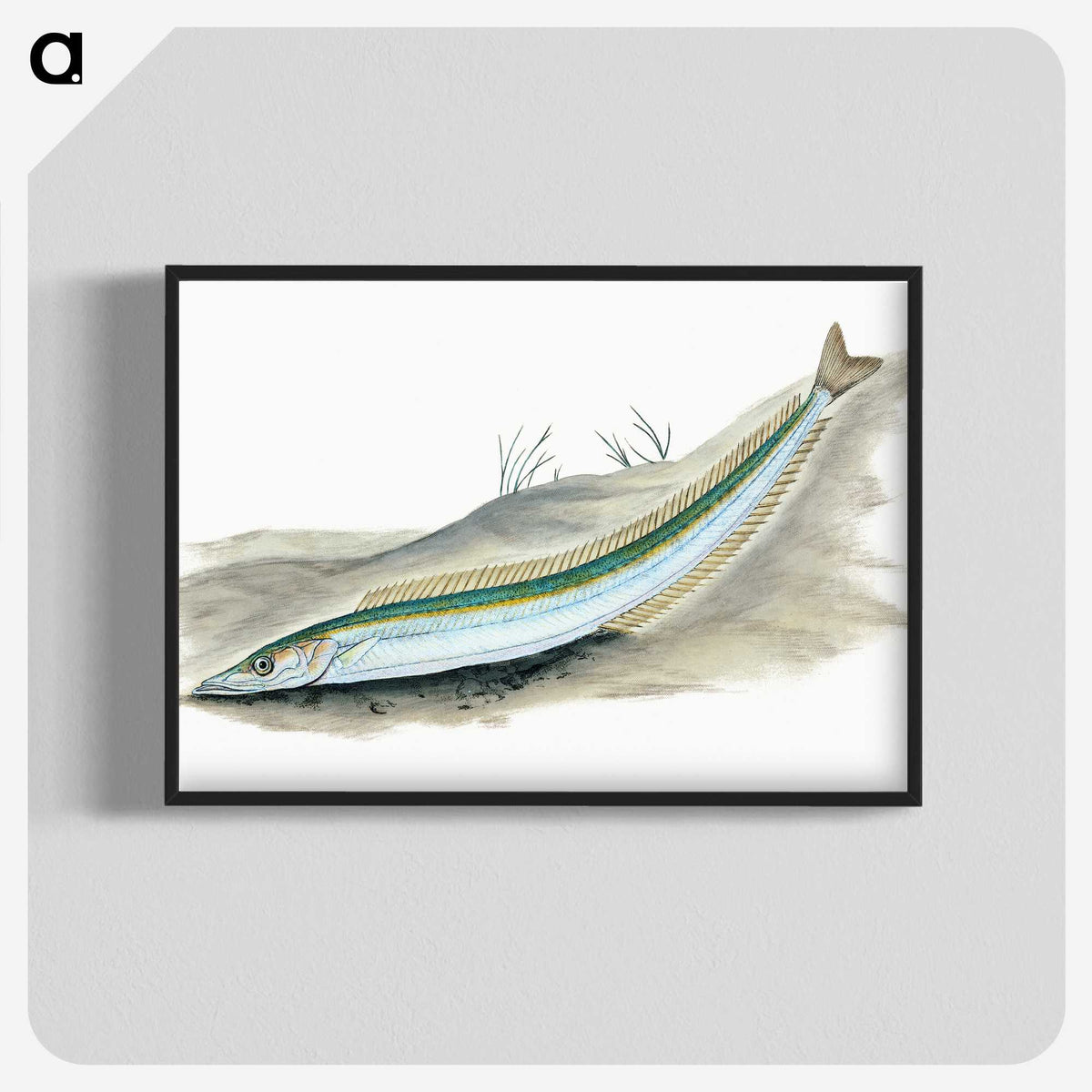 2-8_The-Natural-History-of-British-Fishes_blk-crop