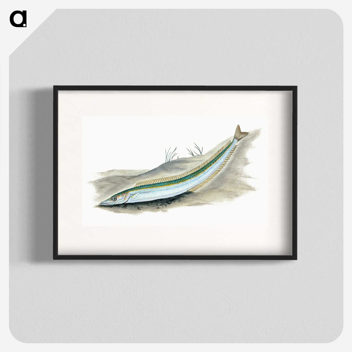 2-8_The-Natural-History-of-British-Fishes_blk
