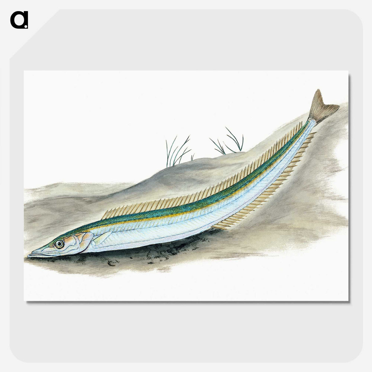 2-8_The-Natural-History-of-British-Fishes_picture-crop