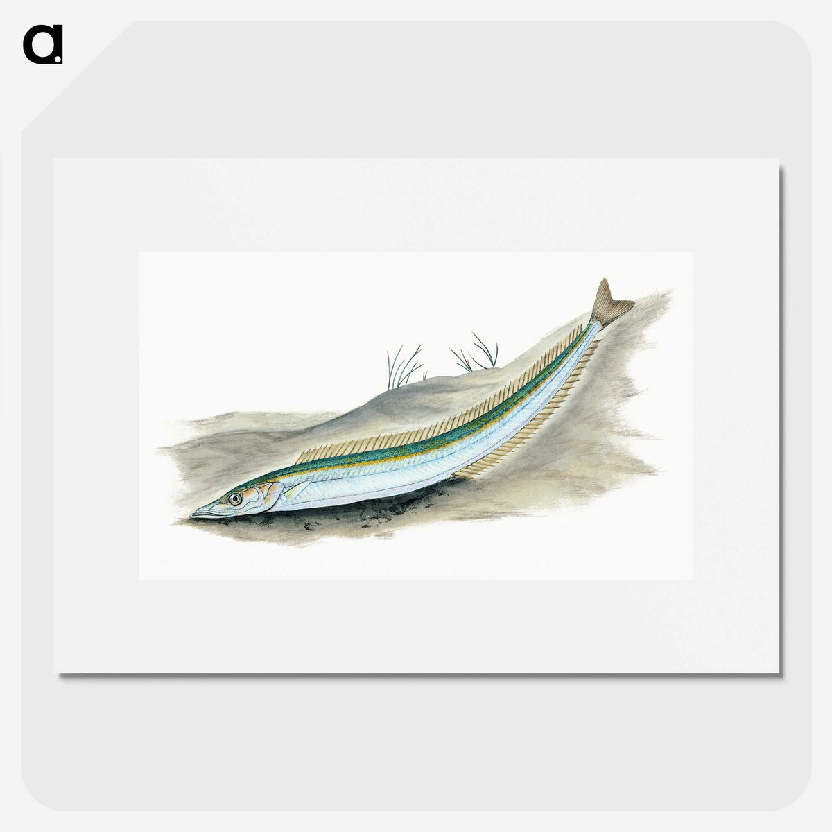 2-8_The-Natural-History-of-British-Fishes_picture