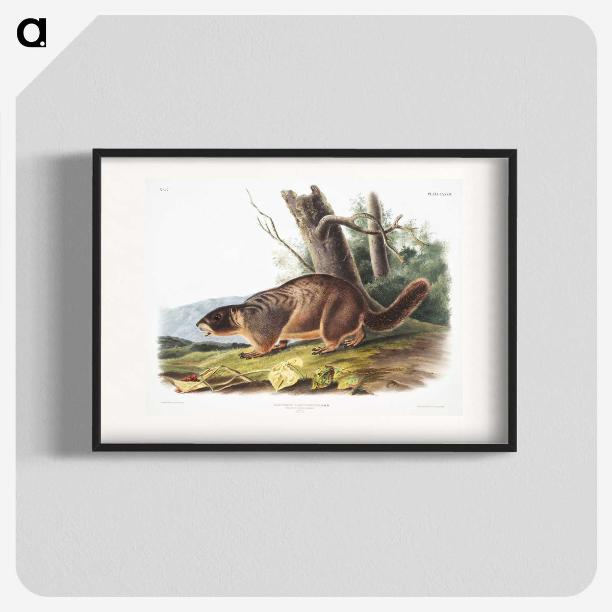 2-8_The-Viviparous-Quadrupeds_blk