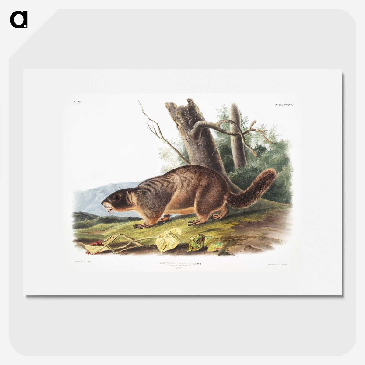 2-8_The-Viviparous-Quadrupeds_picture