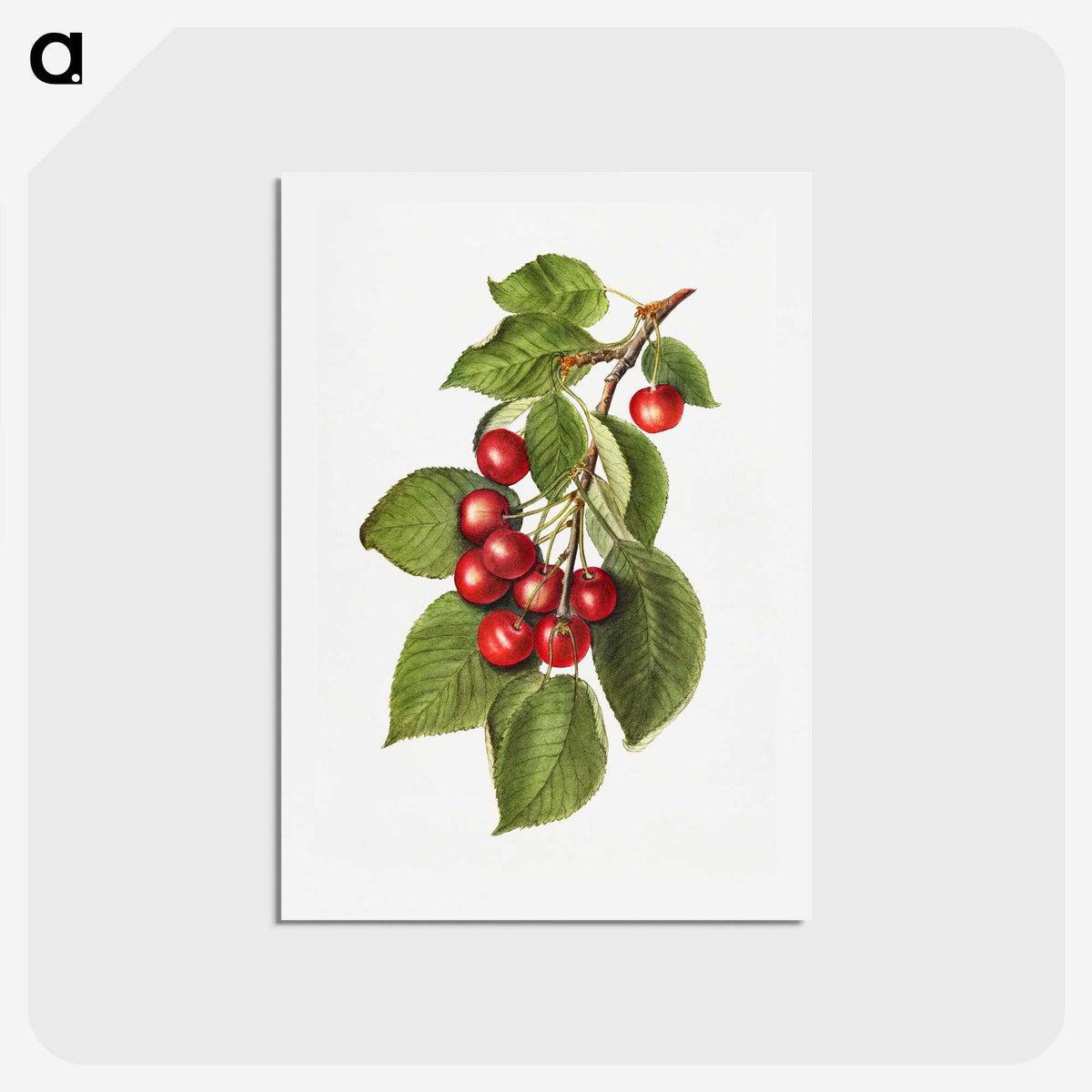 2-8_USDA-Watercolor-Fruit-Painting-Collection_hagaki