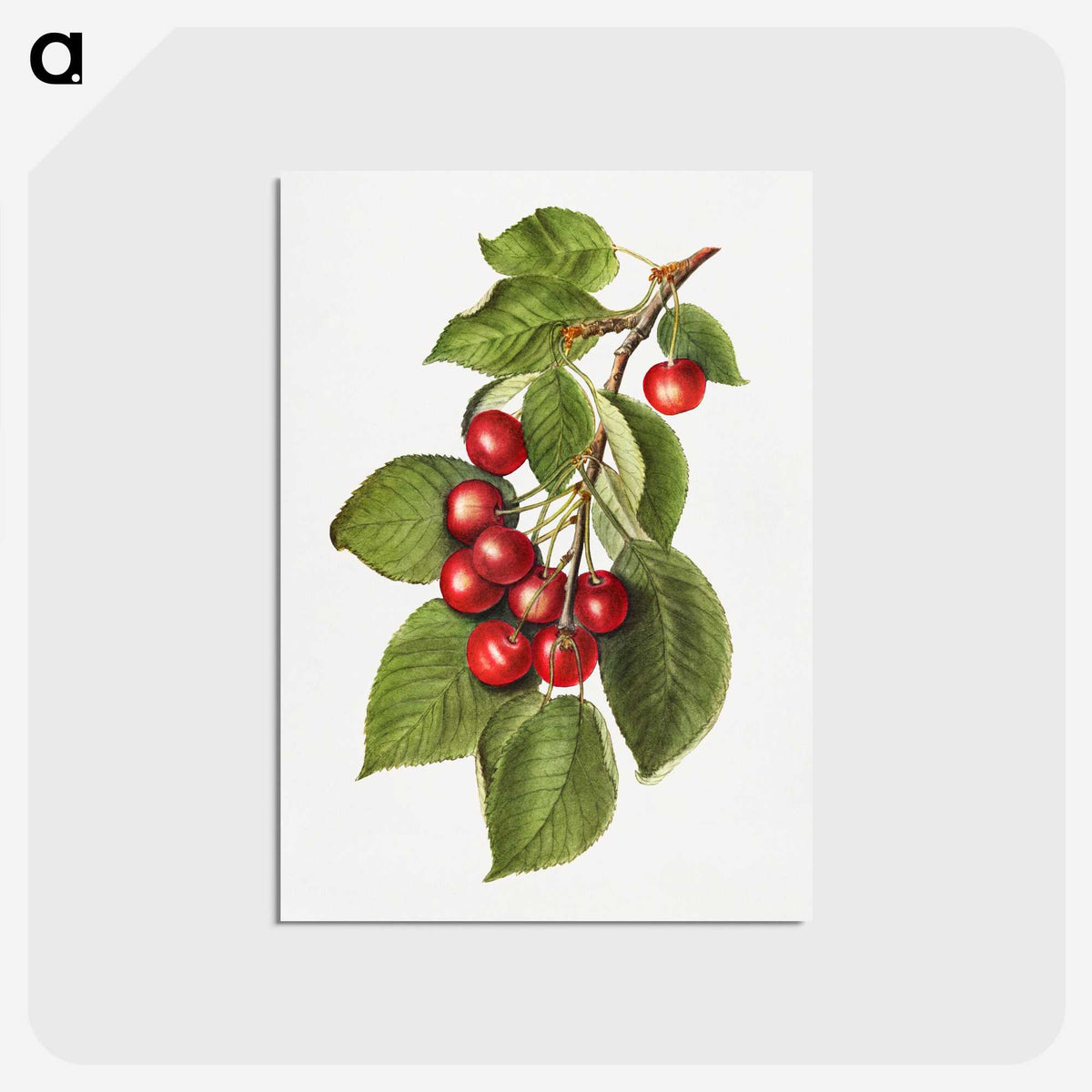 2-8_USDA-Watercolor-Fruit-Painting-Collection_postcard