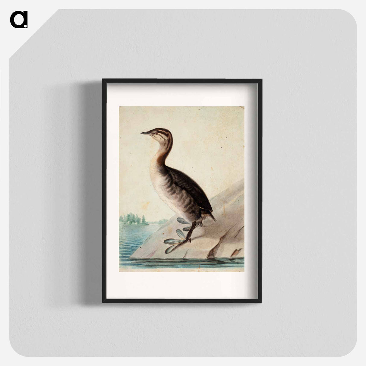 Young horned grebe - Wilhelm von Wright Poster.