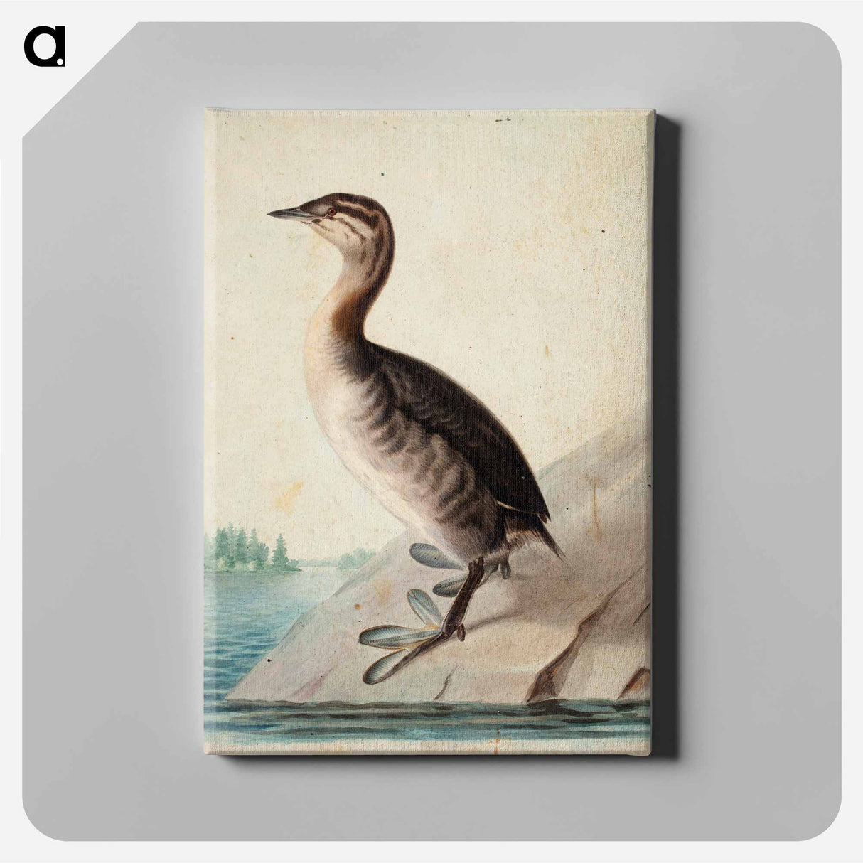 Young horned grebe - Wilhelm von Wright Canvas.