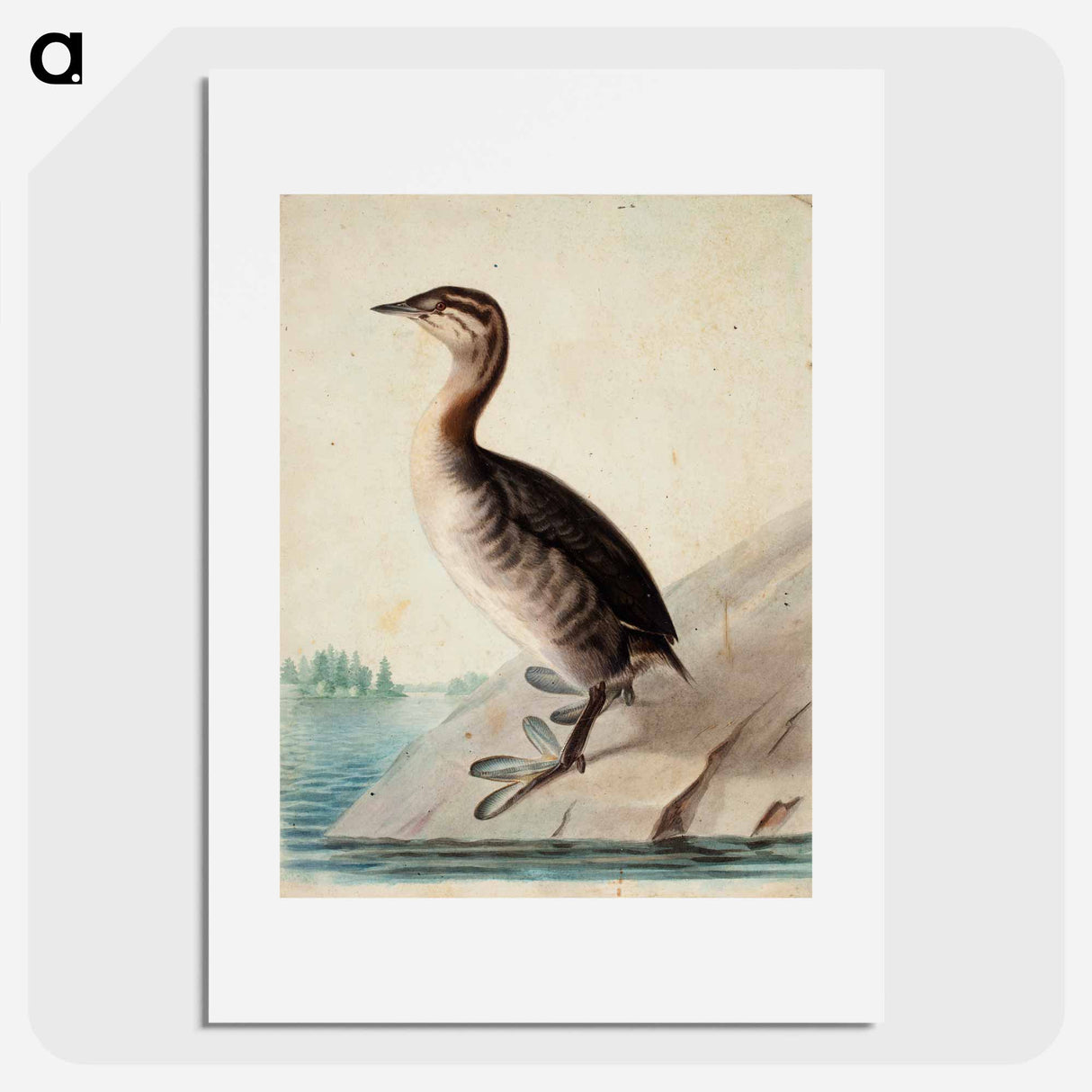 Young horned grebe - Wilhelm von Wright Poster.