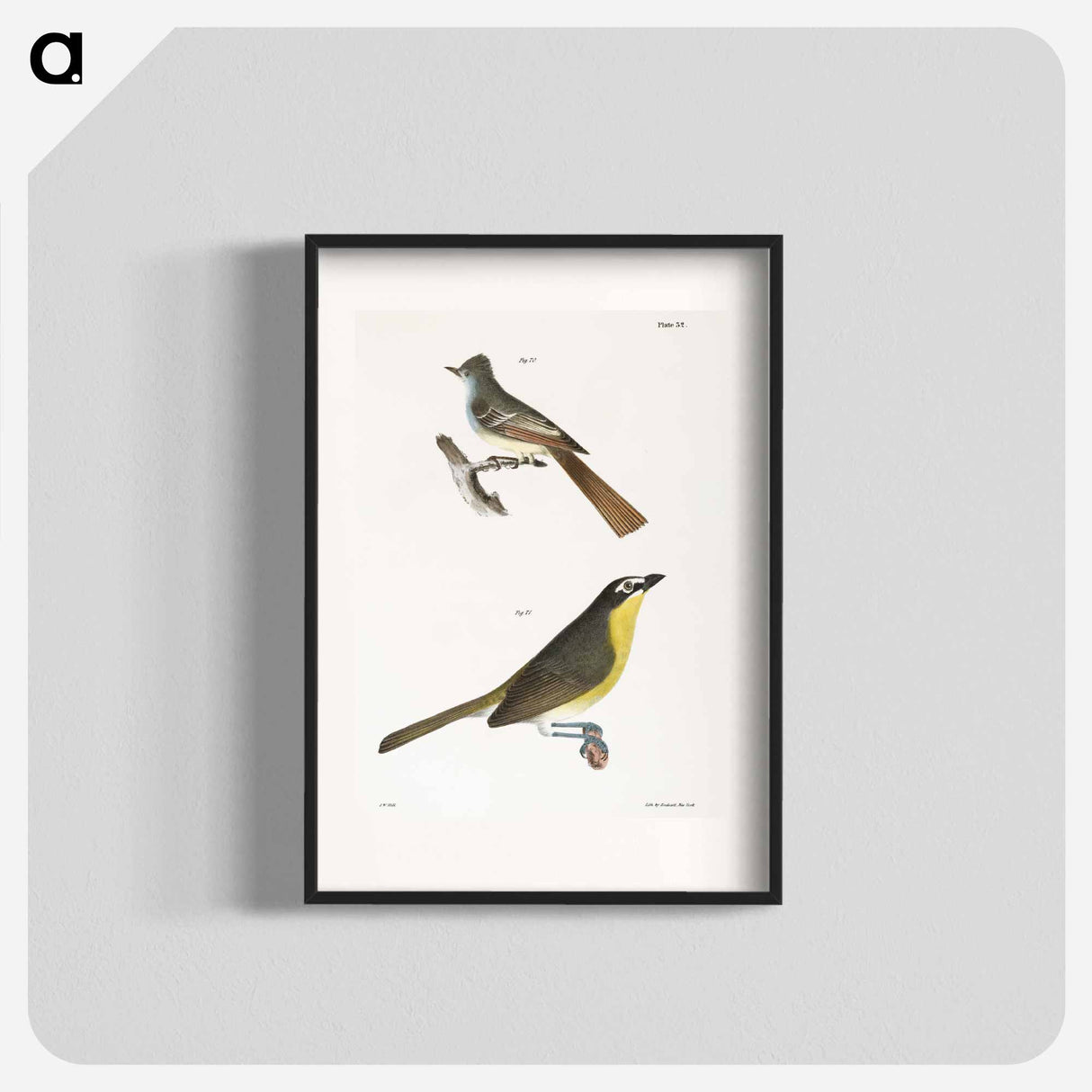 The Great-crested Kingbird - ニューヨークの動物学 Poster.