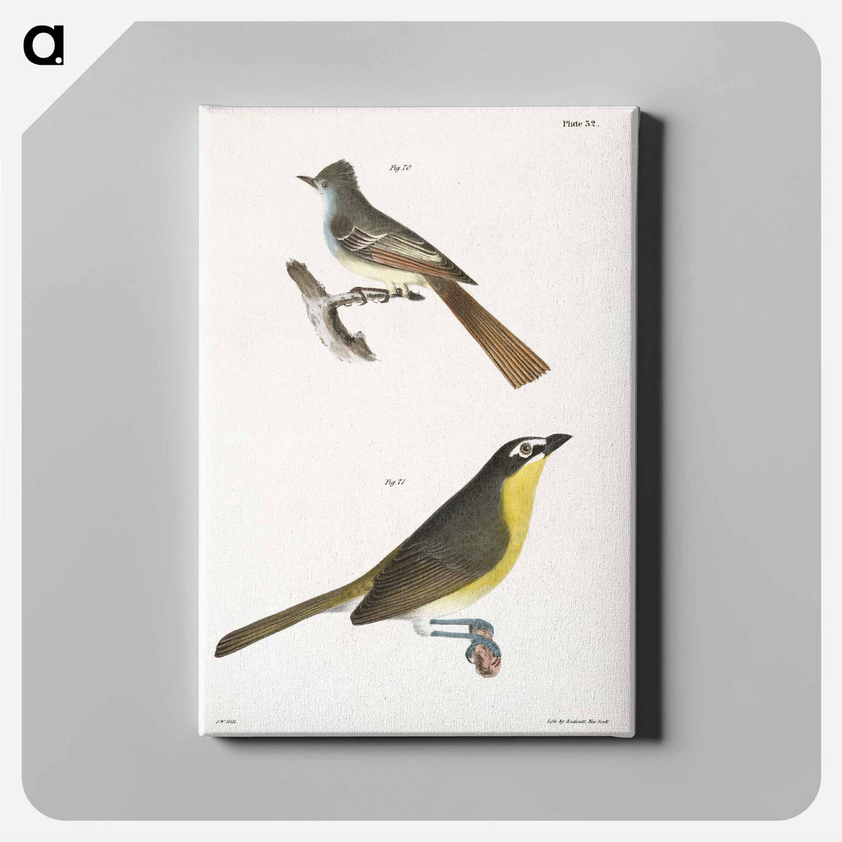 The Great-crested Kingbird - ニューヨークの動物学 Canvas.