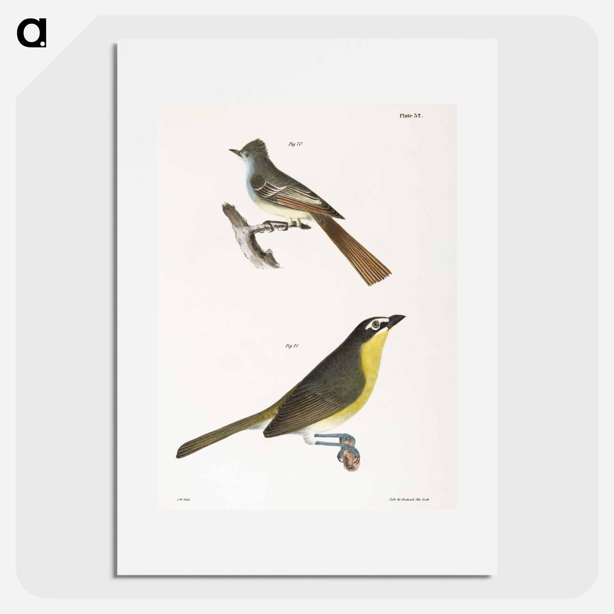 The Great-crested Kingbird - ニューヨークの動物学 Poster.