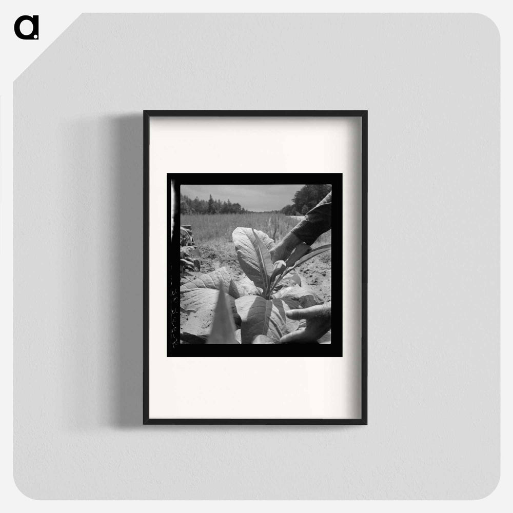 White owner topping tobacco plant - Dorothea Lange Poster.