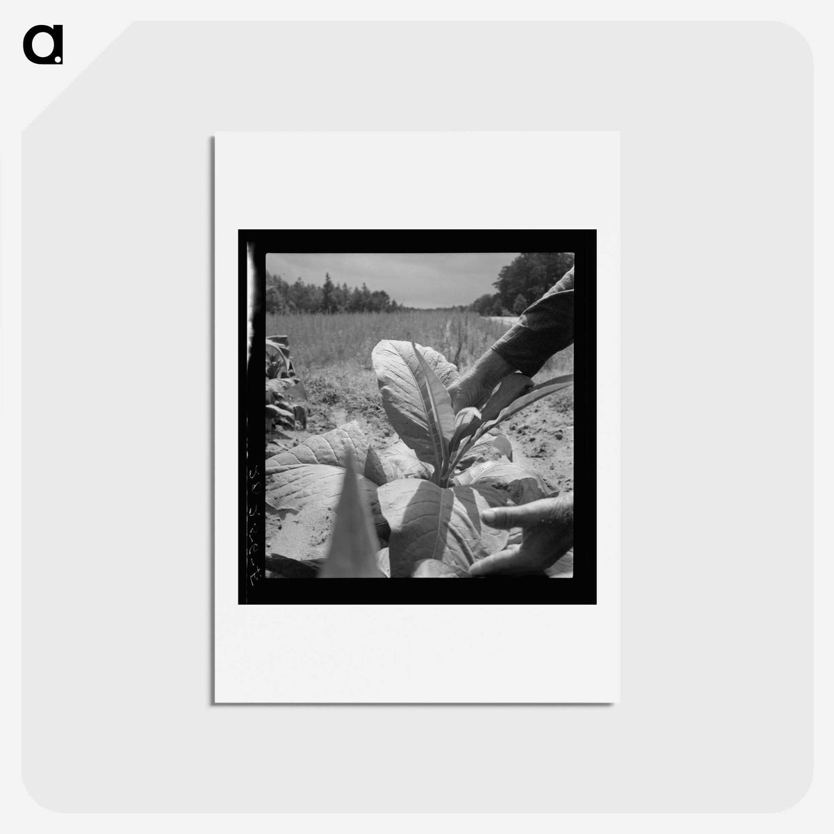 2-90_Dorothea-Lange_hagaki