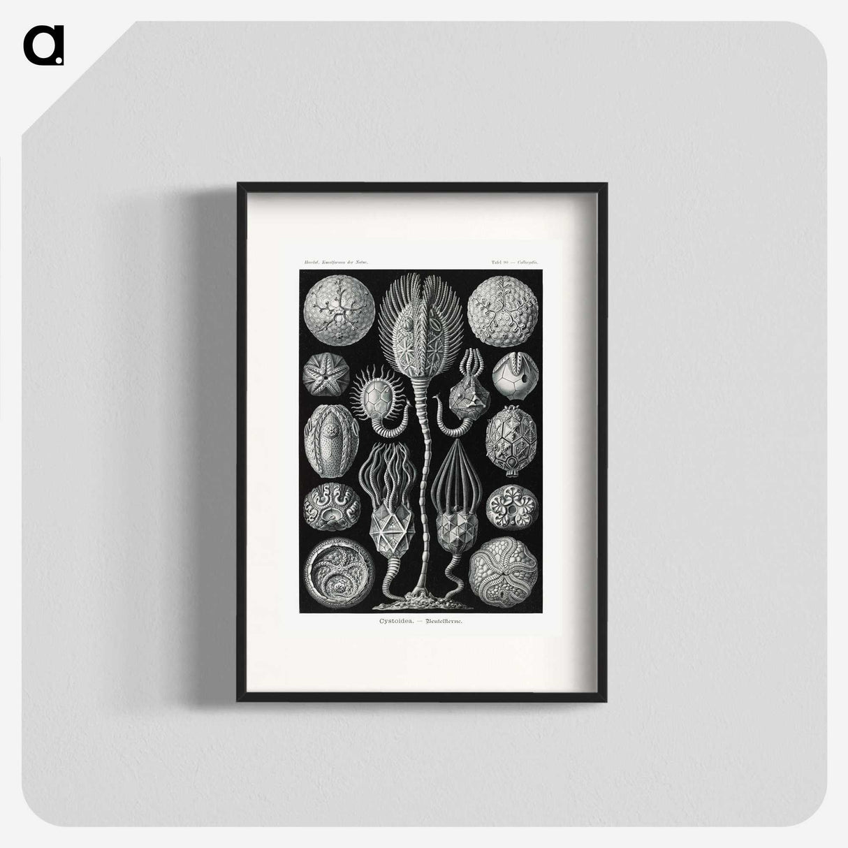 2-90_Ernst-Haeckel_blk
