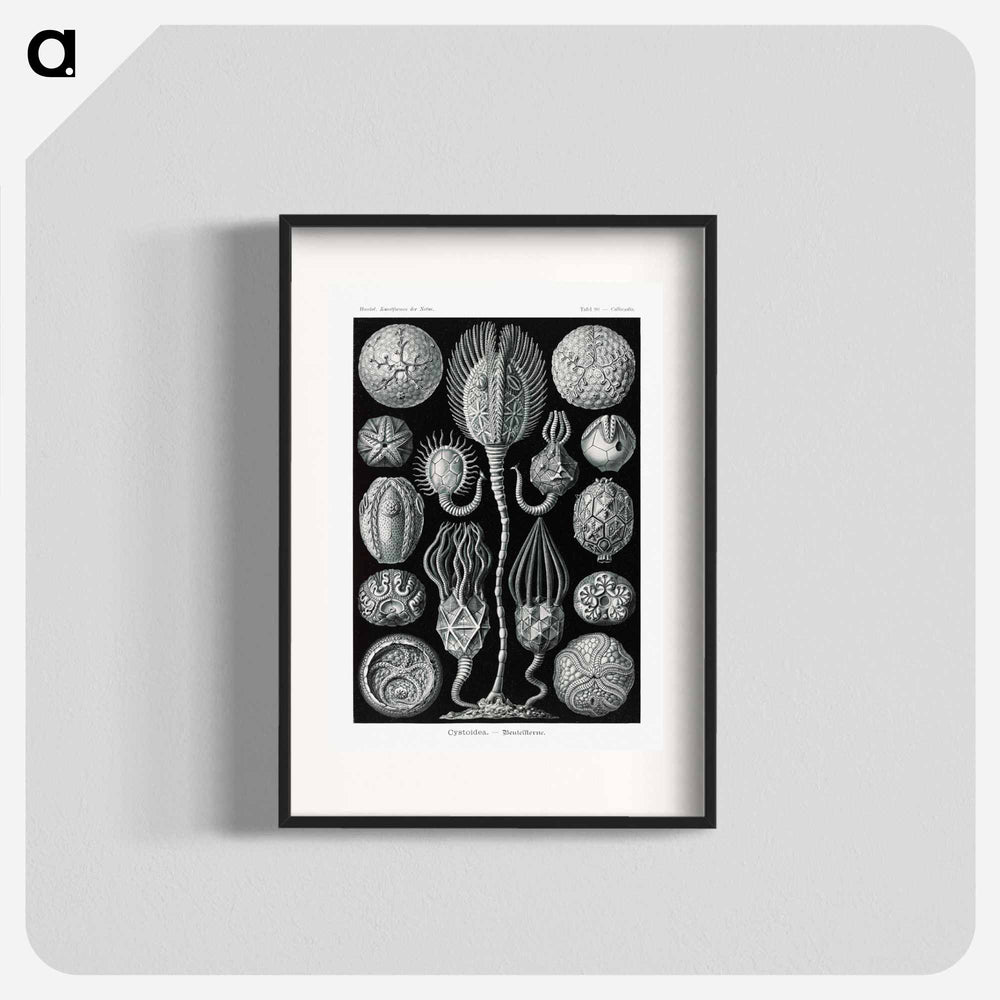 Cystoidea–Beutelsterne - エルンスト ヘッケル Poster.
