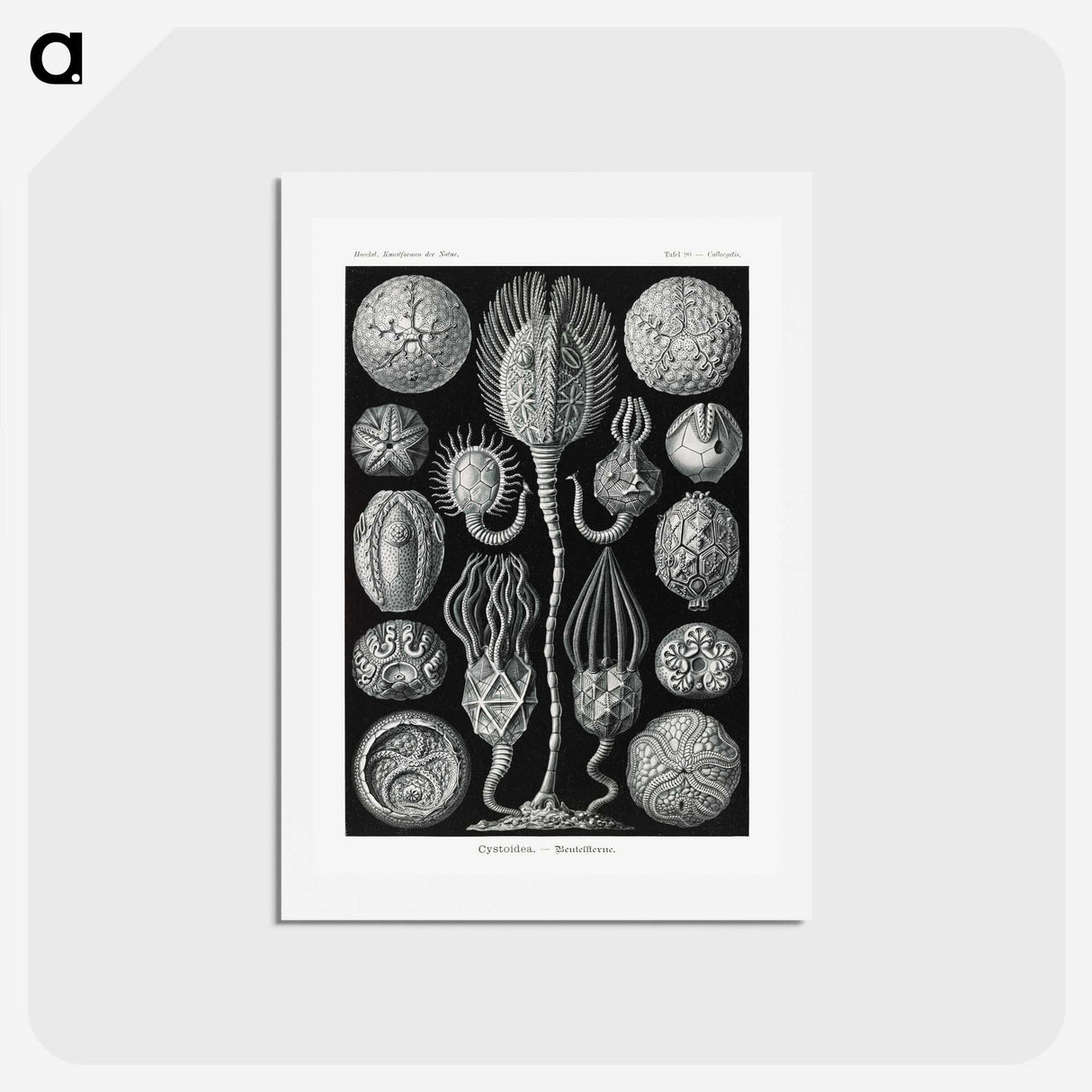 2-90_Ernst-Haeckel_hagaki