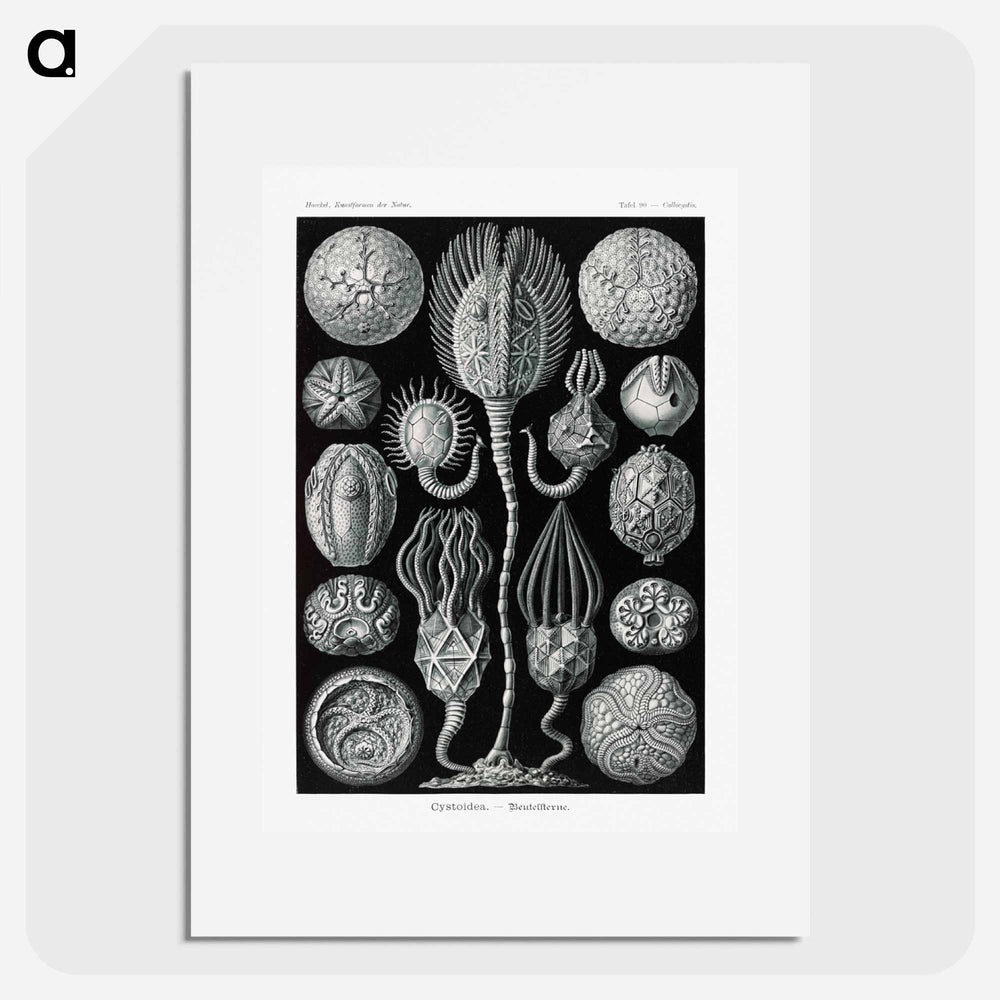 Cystoidea–Beutelsterne - エルンスト ヘッケル Poster.