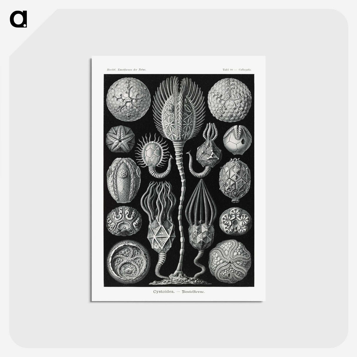 2-90_Ernst-Haeckel_postcard
