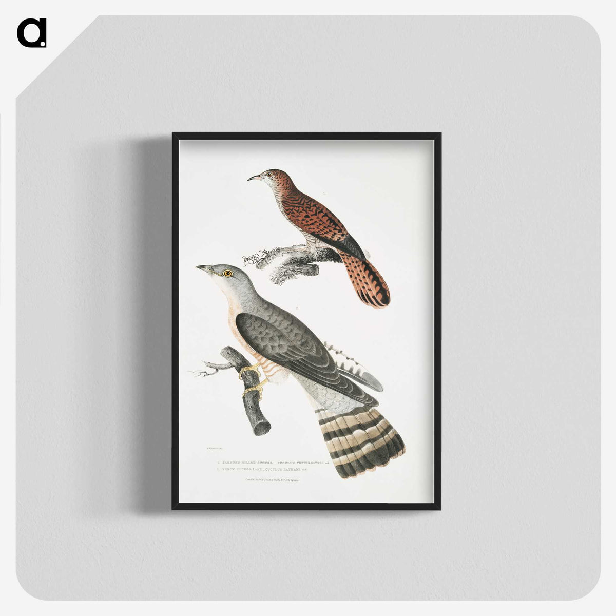 2-90_Indian-Zoology_blk-crop