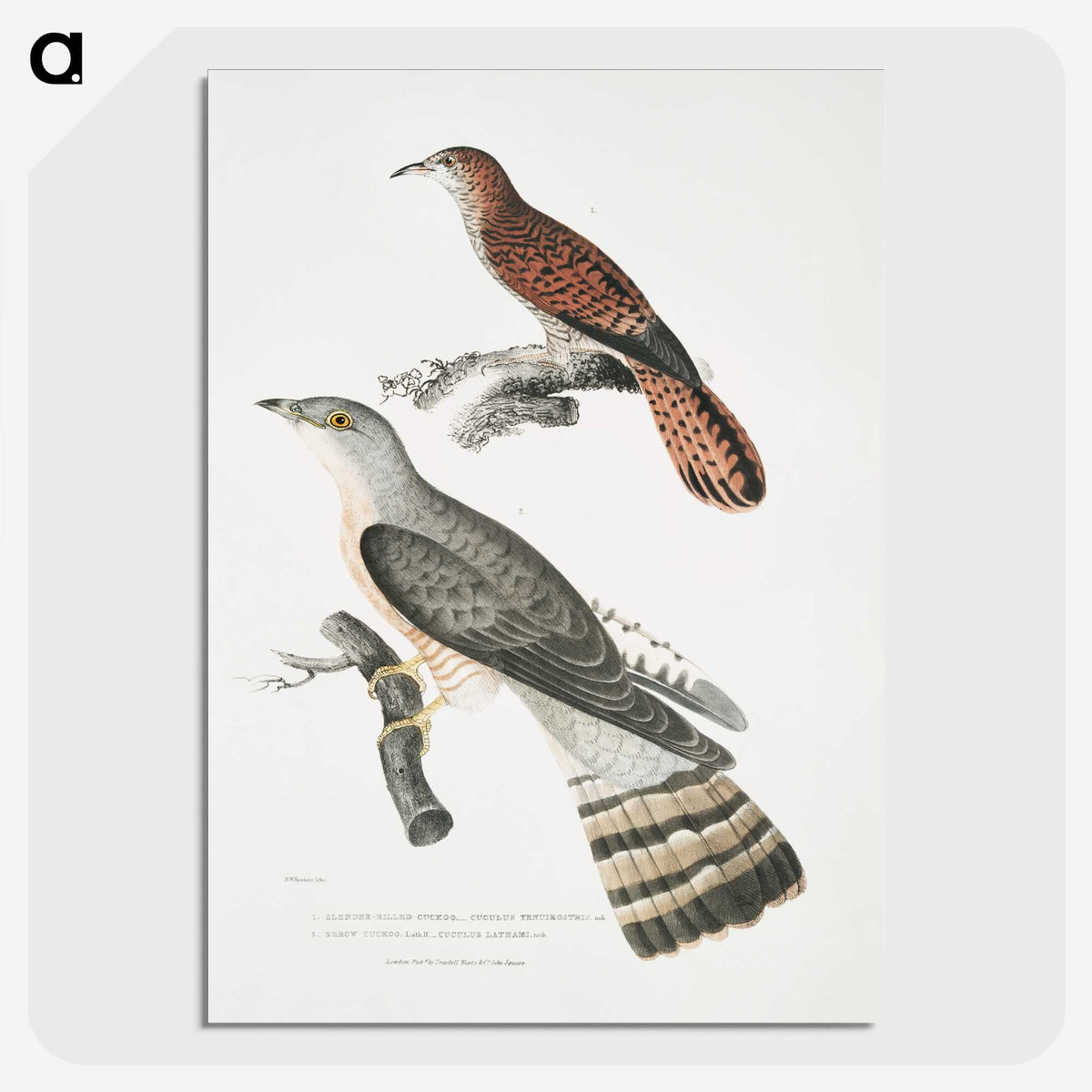 2-90_Indian-Zoology_picture-crop