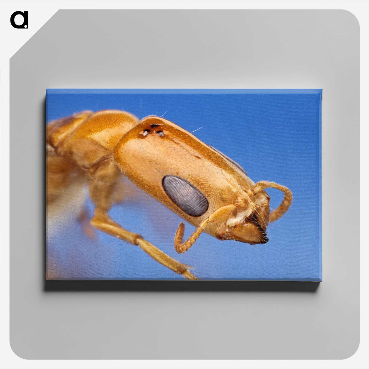 2-90_Insects-Unlocked-Project_canvas