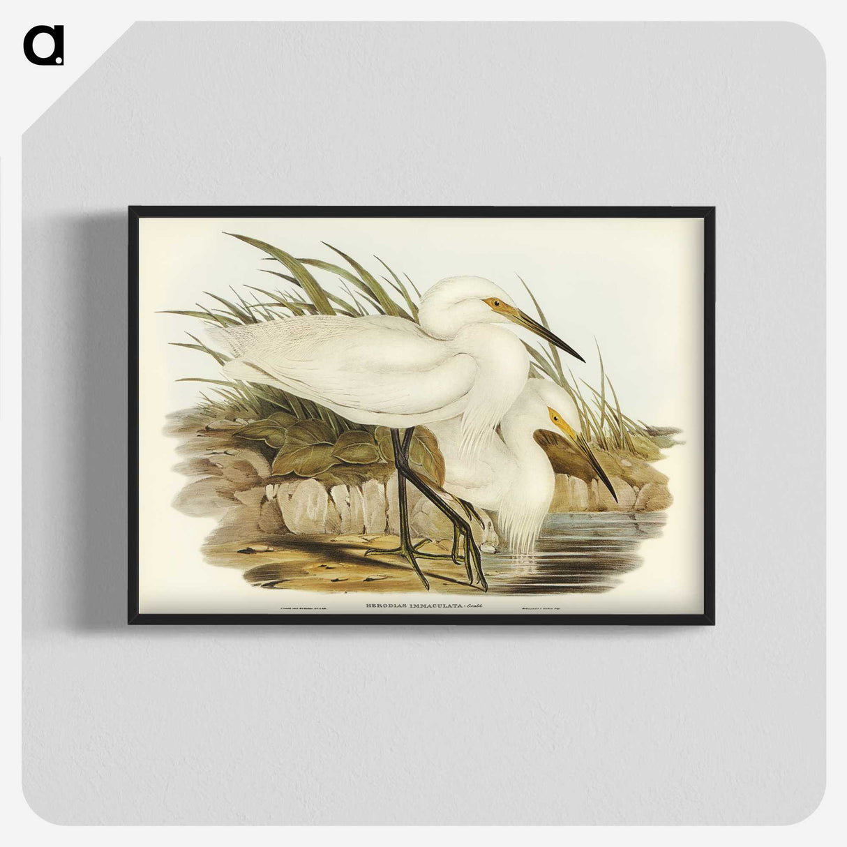 2-90_John-Gould_blk-crop
