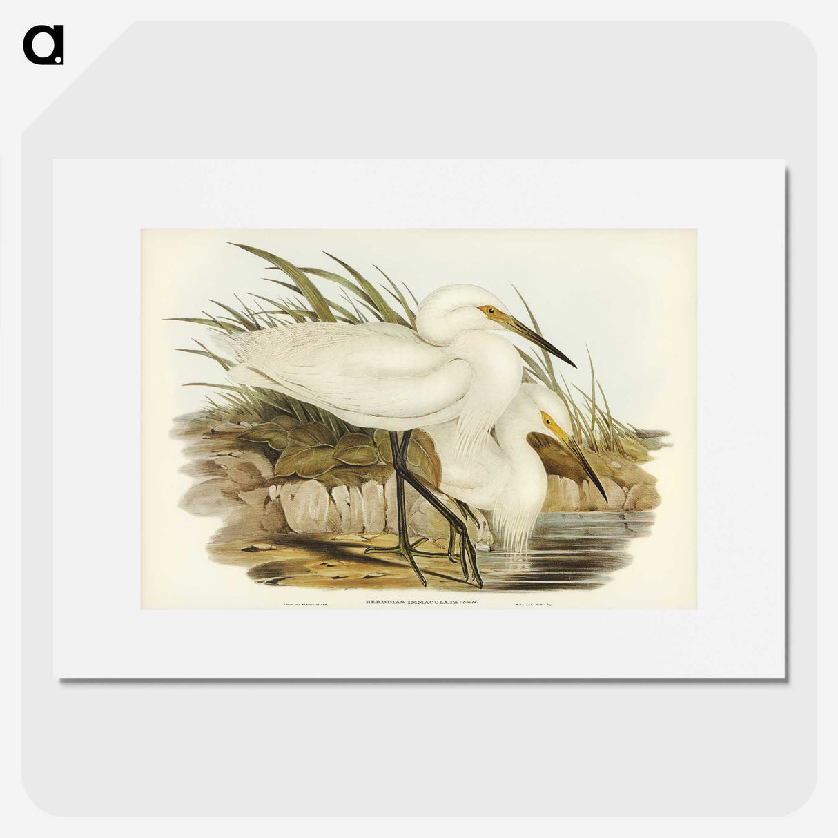 2-90_John-Gould_picture