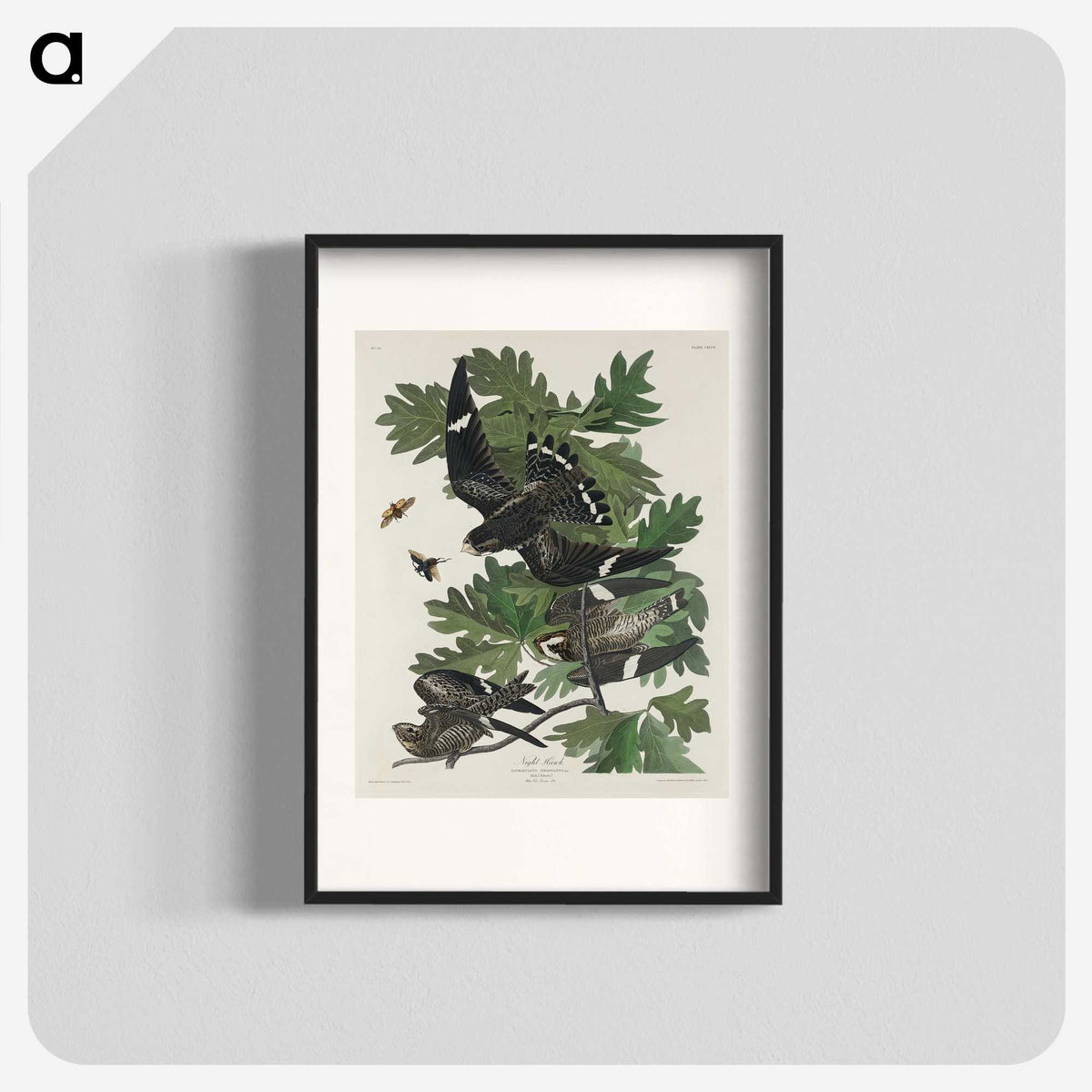 2-90_John-James-Audubon_blk