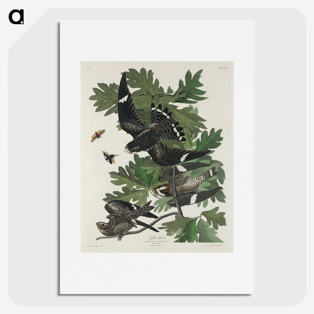2-90_John-James-Audubon_picture