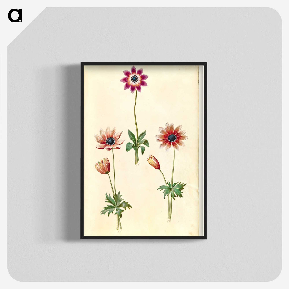2-90_Maria-Sibylla-Merian_blk-crop